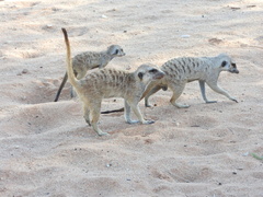 Suricata suricatta
