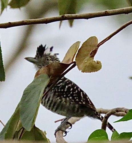 Barred Antshrike (Thamnophilus doliatus), photo 9