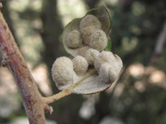 Dryomyia lichtensteinii