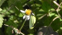 Leptophobia diaguita