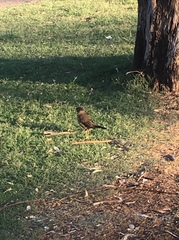Turdus falcklandii