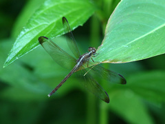 Erythrodiplax funerea