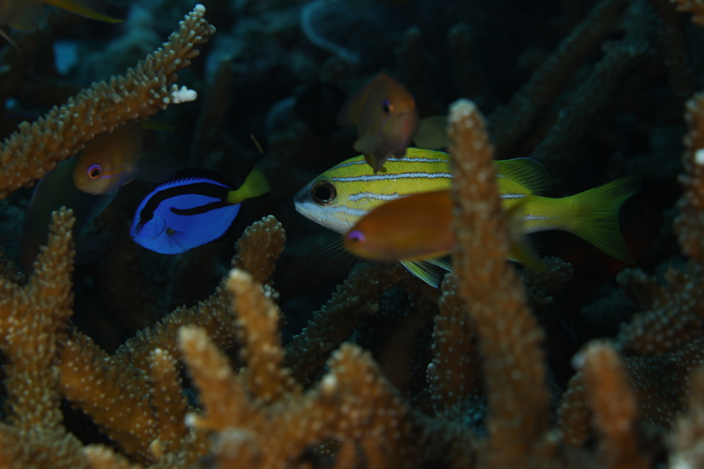 Blauwe doktersvis (Paracanthurus hepatus) — Acanthuridae