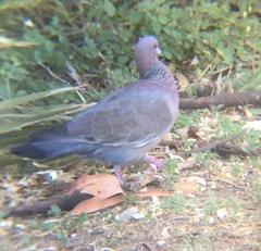 Patagioenas picazuro