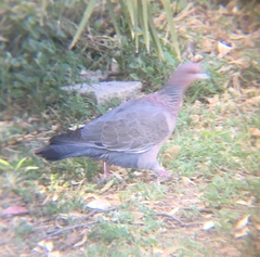 Patagioenas picazuro