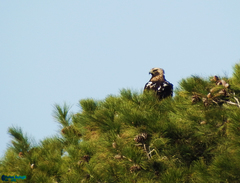 Aquila heliaca