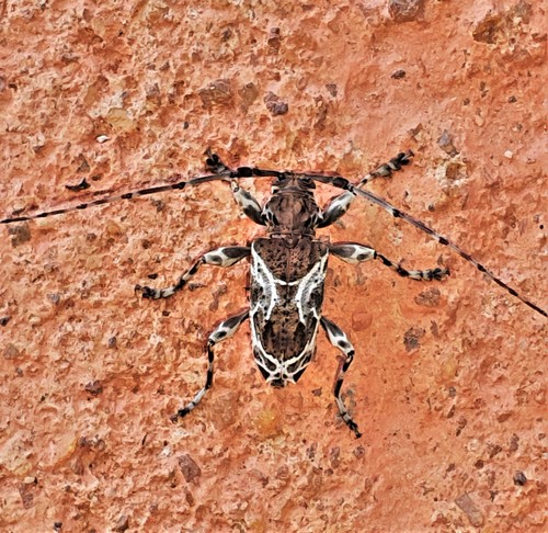 Xylergates lacteus
