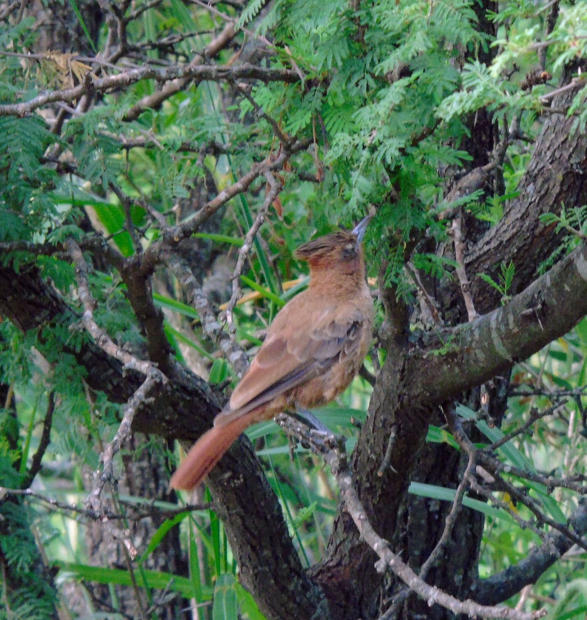 Brown Cacholote (Pseudoseisura lophotes), photo 4
