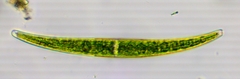Closterium striolatum