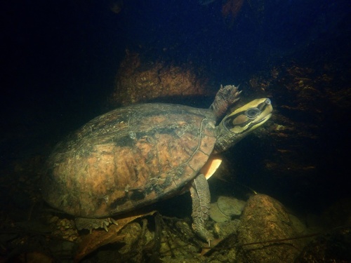 Cuora trifasciata, 2025-12-17
