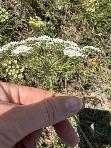 Bullwort