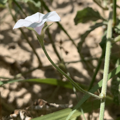 Ipomoea magnusiana image