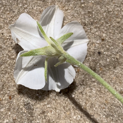 Ipomoea magnusiana image