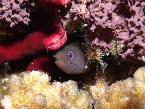 Latticetail Moray