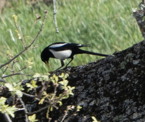 iNaturalist observation photo of Yellow-billed Magpie