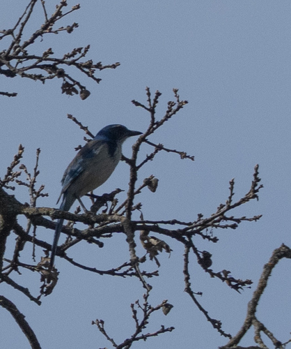 iNaturalist observation photo of California Scrub-Jay