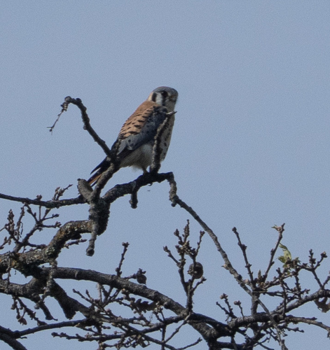 iNaturalist observation photo of American Kestrel