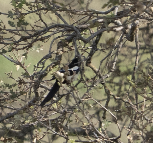 iNaturalist observation photo of Yellow-billed Magpie