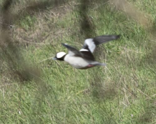 iNaturalist observation photo of Bufflehead