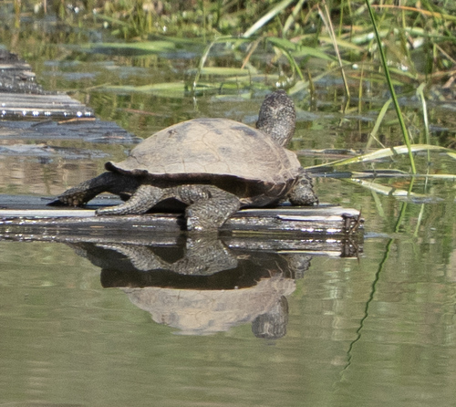 iNaturalist observation photo of Northwestern Pond Turtle