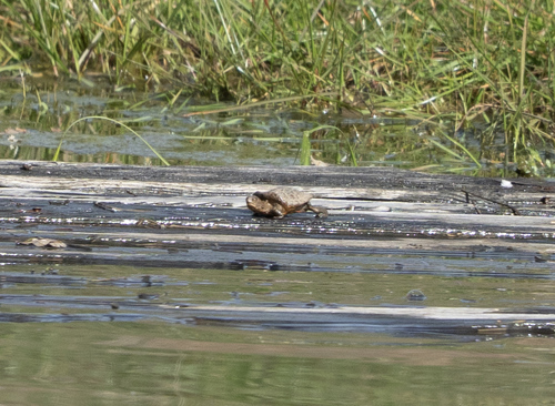 iNaturalist observation photo of Northwestern Pond Turtle
