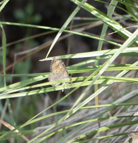 iNaturalist observation photo of Orange-winged Carpet