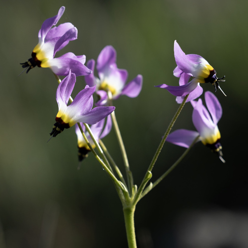 iNaturalist observation photo of Padre's Shooting Star