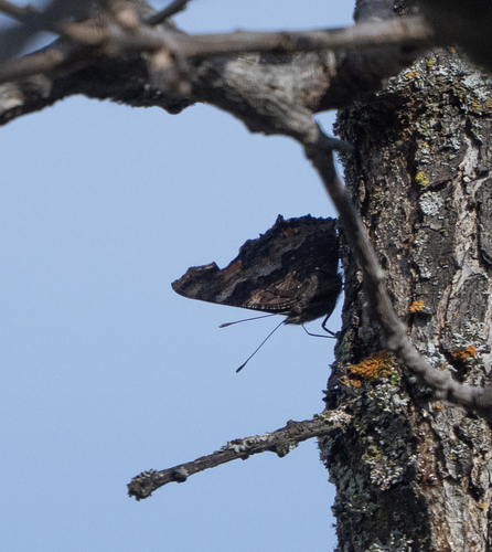 iNaturalist observation photo of California Tortoiseshell