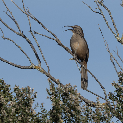iNaturalist observation photo of California Thrasher