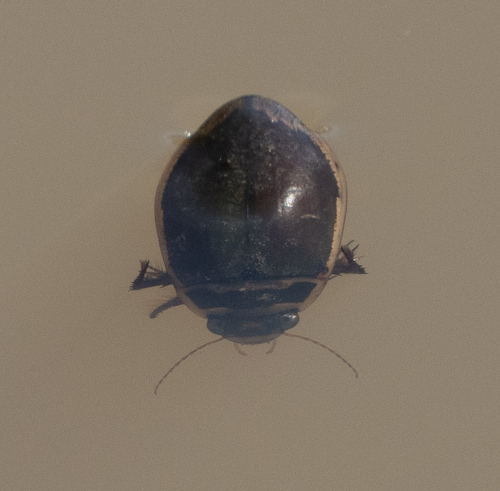 iNaturalist observation photo of Giant green water beetle