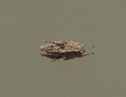 iNaturalist observation photo of Mexican Pygmy Grasshopper