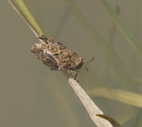 iNaturalist observation photo of Mexican Pygmy Grasshopper