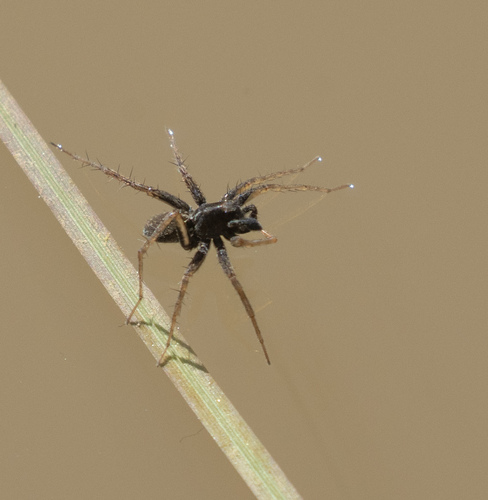 iNaturalist observation photo of Thin-legged Wolf Spiders