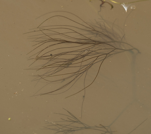 iNaturalist observation photo of Aroids, Water Plantains, Seagrass, and allies