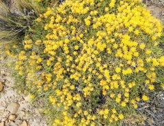 Chuquiraga aurea