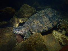Eastern Black-Bridged Leaf Turtle photo 1