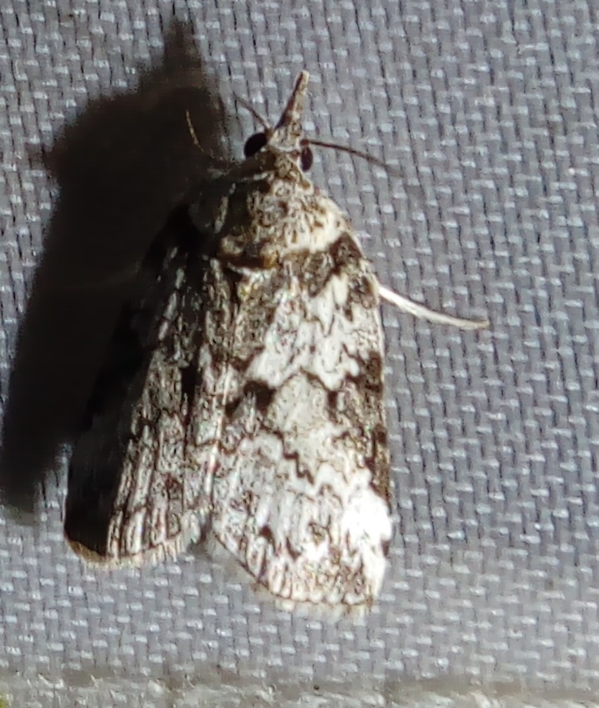 Nycteola brunneicosta