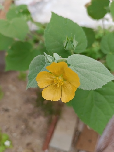 Abutilon californicum (Abutilon californicum)