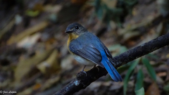Cyornis
