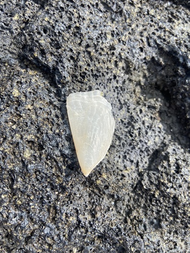 Streptopinna saccata observed 2026-01-29