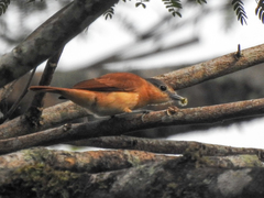 Pachyramphus minor