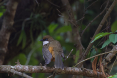 Pterorhinus albogularis