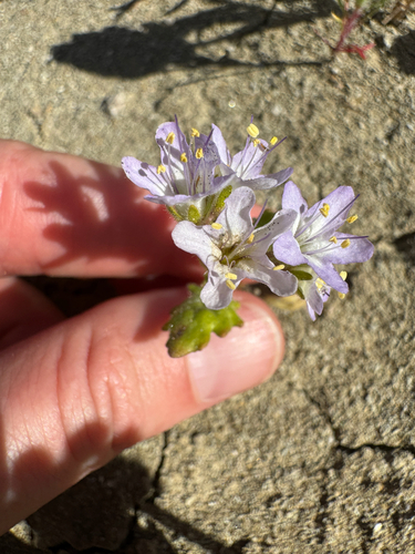 Cleftleaf wildheliotrope (Phacelia crenulata)