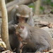Formosan Rock Macaque - Photo no rights reserved, uploaded by 葉子