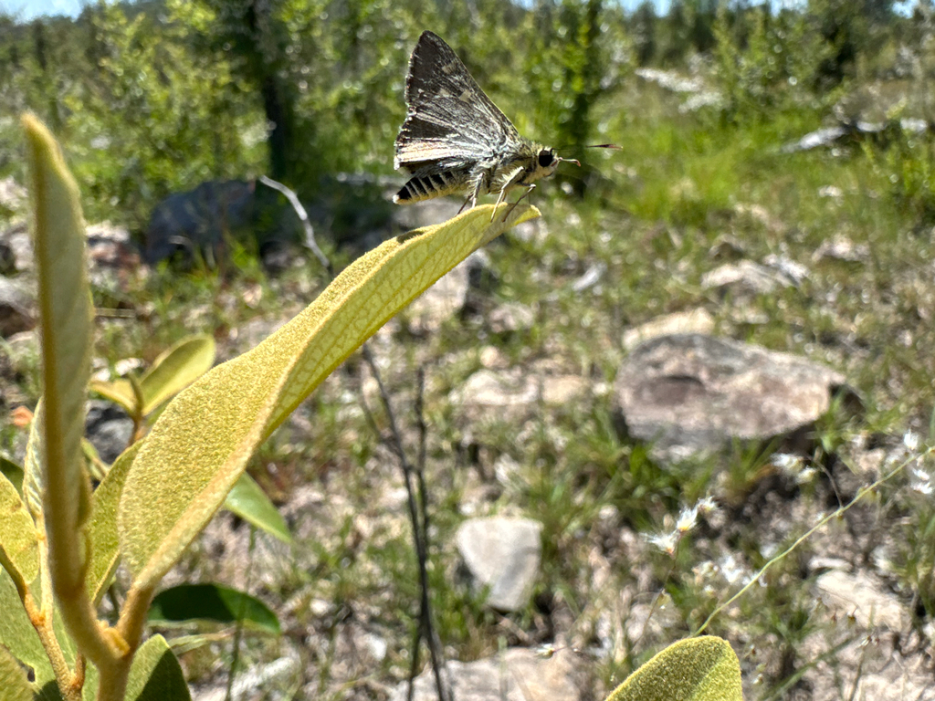 Neohesperilla xanthomera