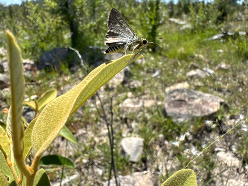 Neohesperilla xanthomera