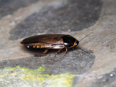 Pycnoscelus indicus