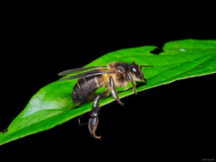 Apis dorsata binghami