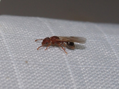 Tetramorium lanuginosum