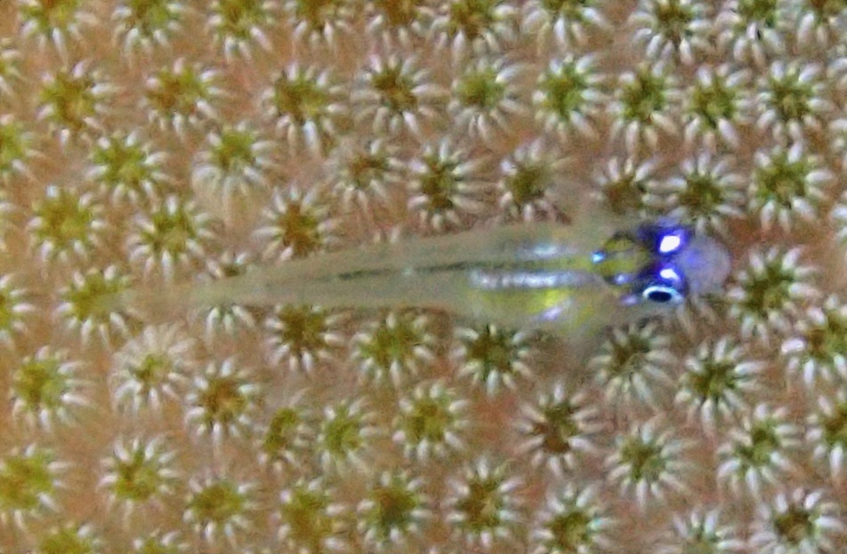 Bluenose goby (Coryphopterus lipernes) — Gobiidae